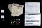 Foto (Objekt + Etikett) von Coelopus sp.  (NHMW-GEO-1990-0041-3976)